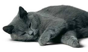 bouboule