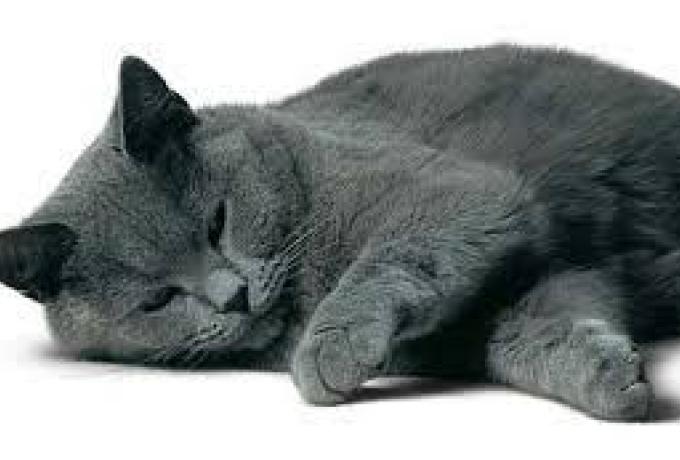 bouboule