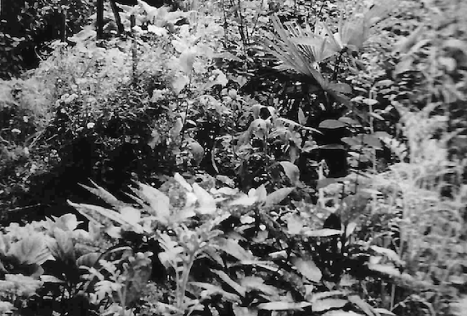 oncle jardin