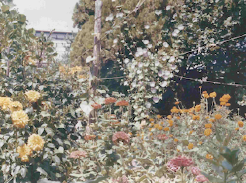 jardin