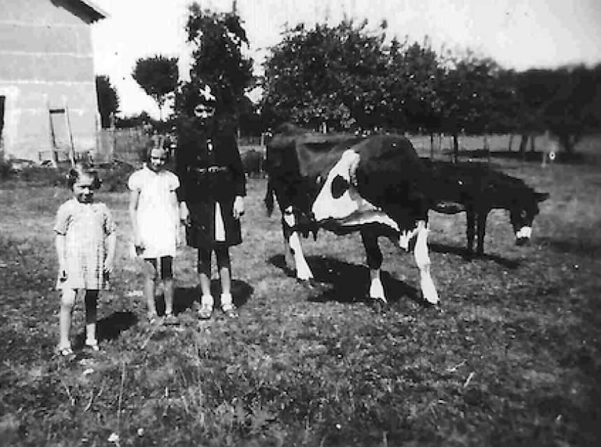 vache