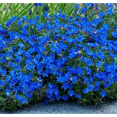 lithodora