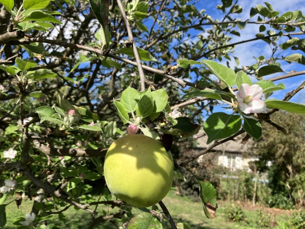 fleur et pomme