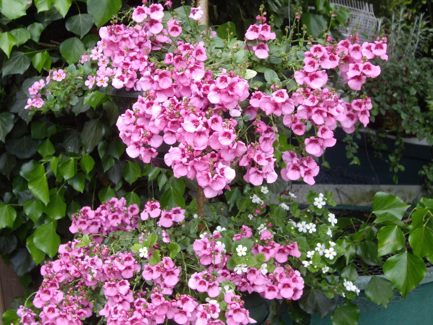 diascia