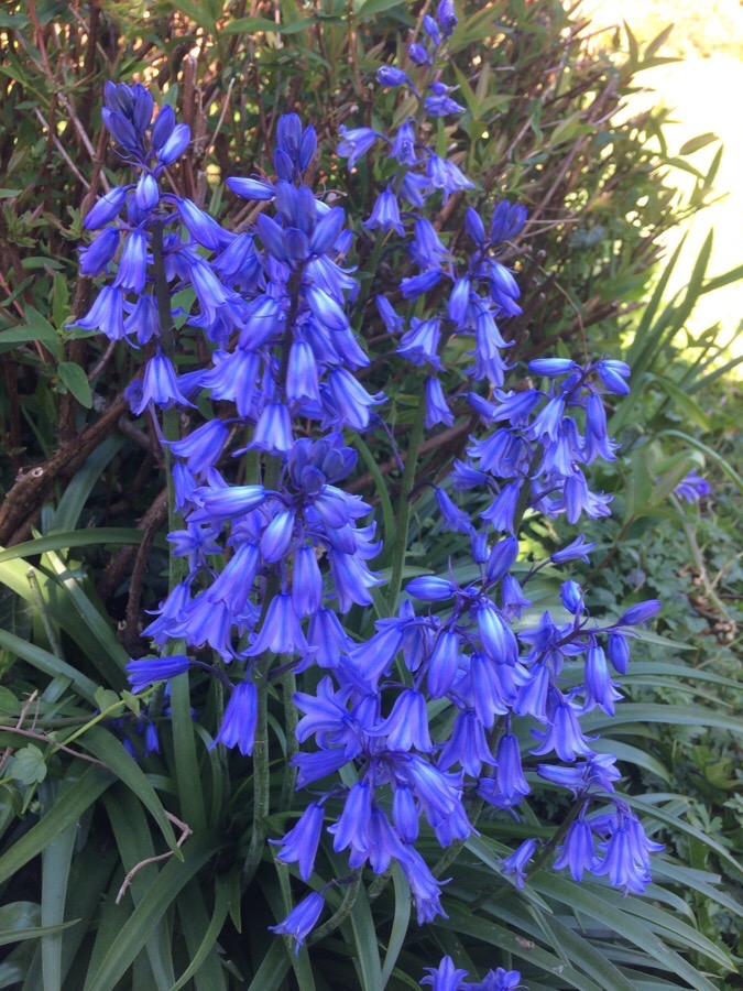 jacinthe