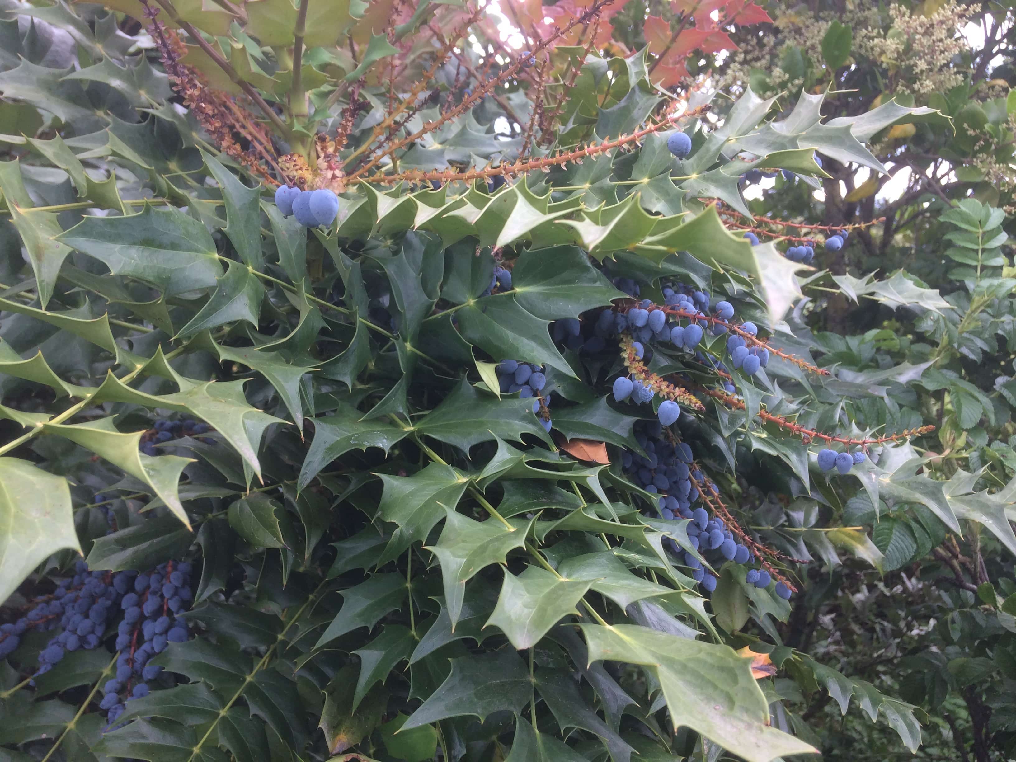 fruit
