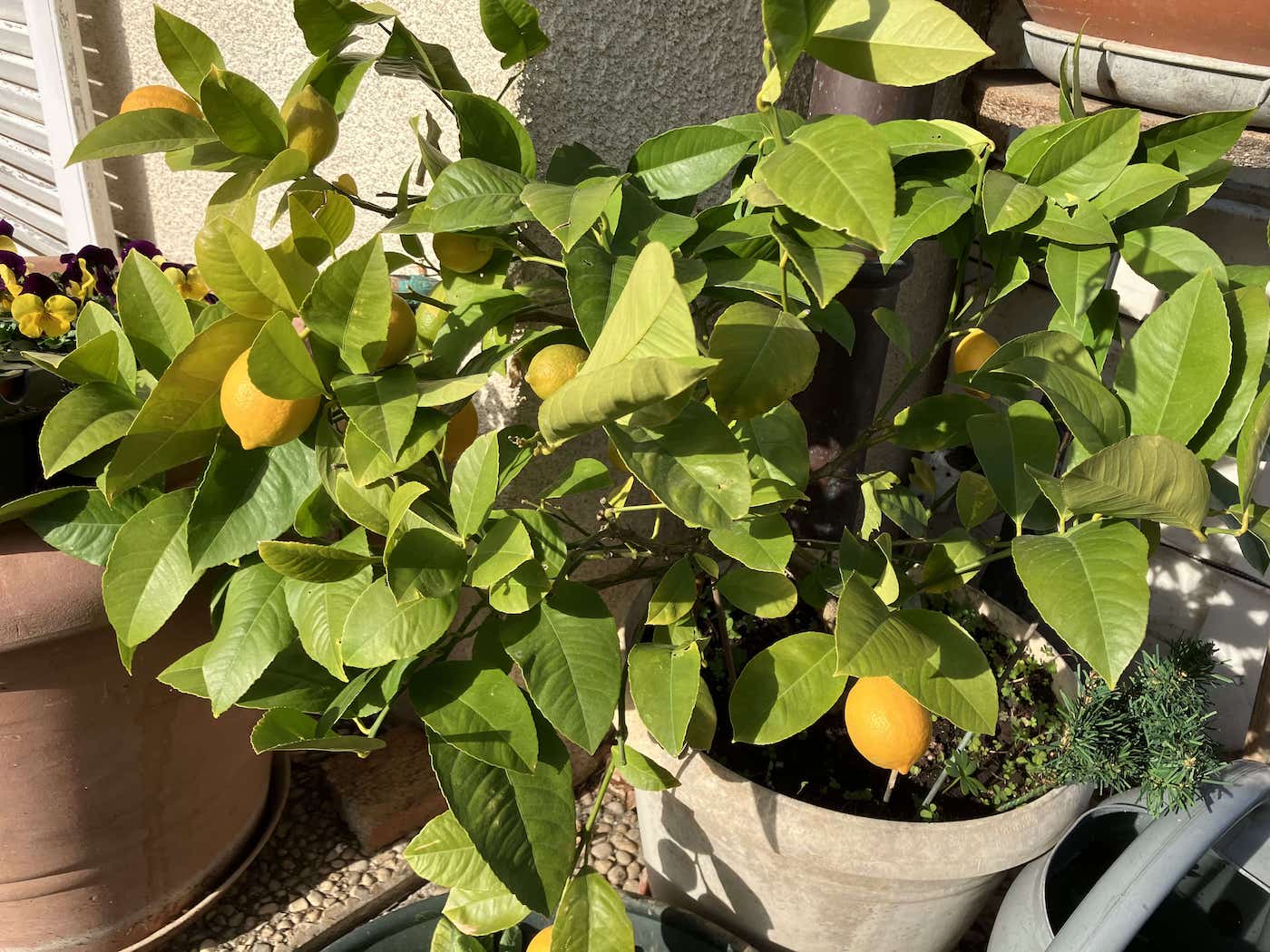 Les citrons