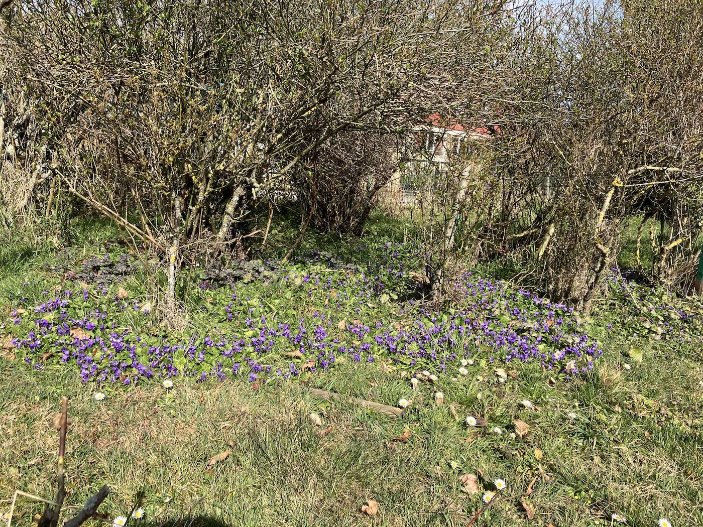 Violettes