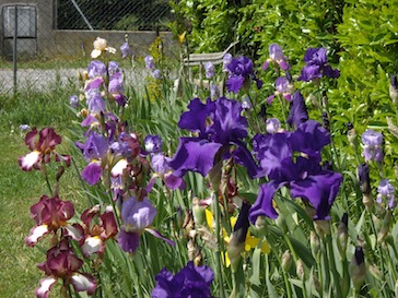 Iris