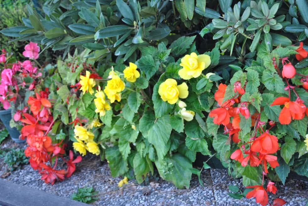 Bégonias tubéreux