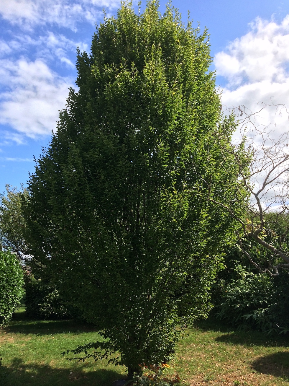 Les arbres