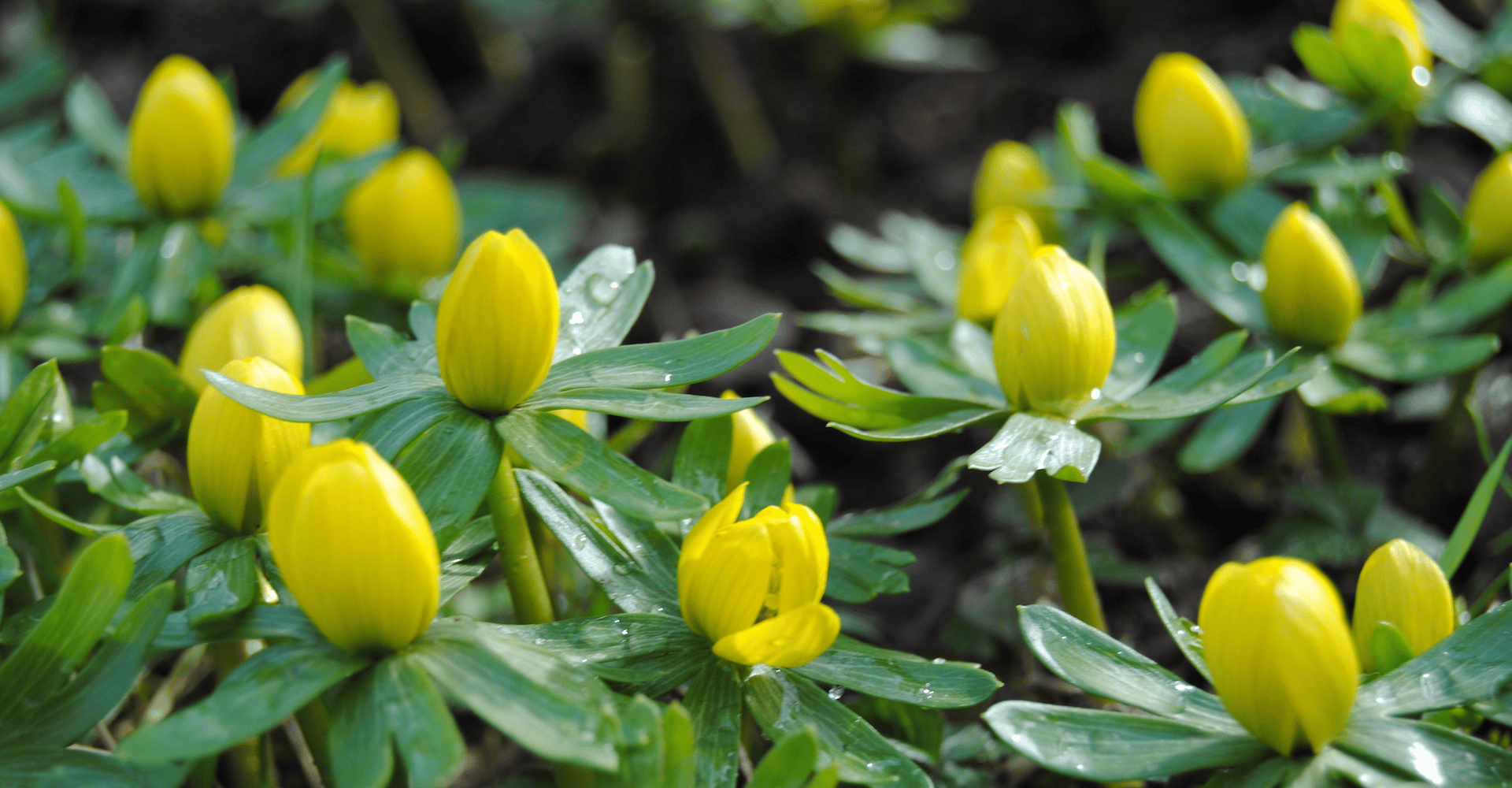 Eranthis
