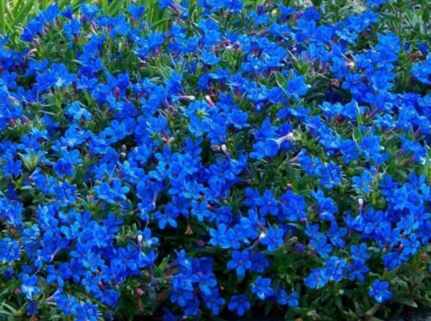 lithodora