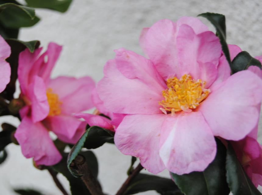 camelia sasanqua
