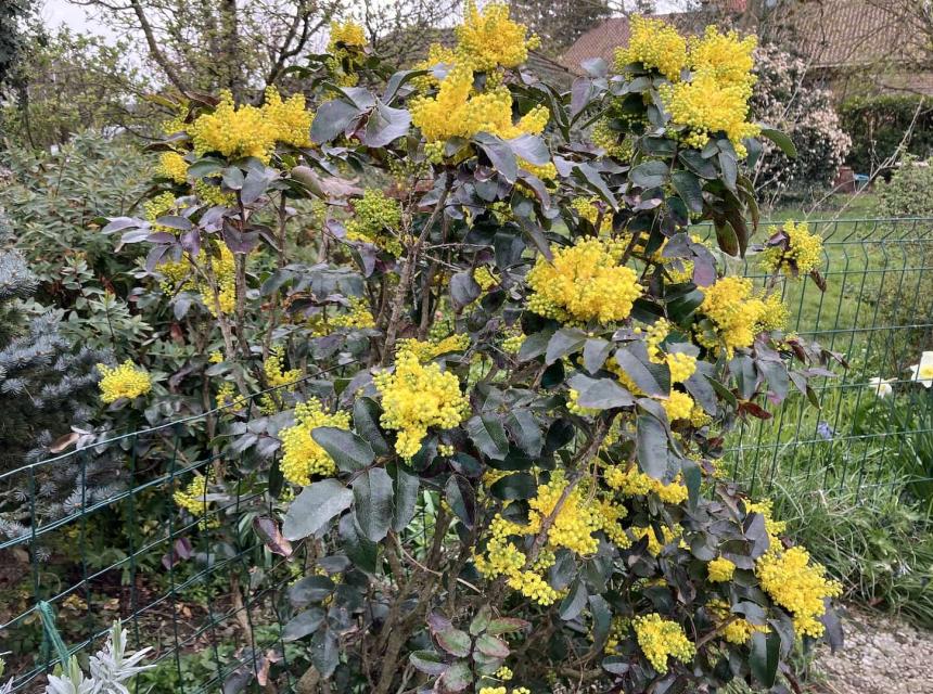mahonia
